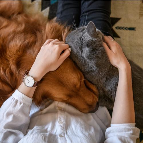 For Pets