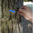 Logger Tape