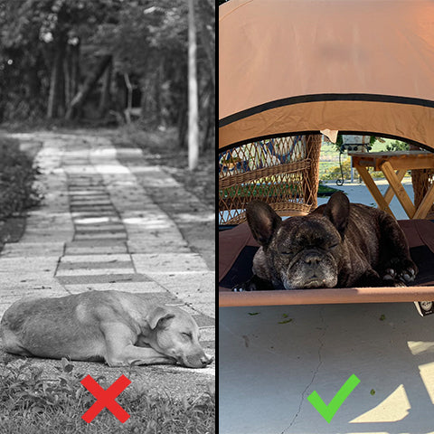 Outdoor Pet Cot Canopy