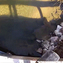 Crawfish Cylinder Mesh Trap