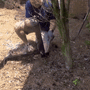 Heavy-Duty Shrub Puller