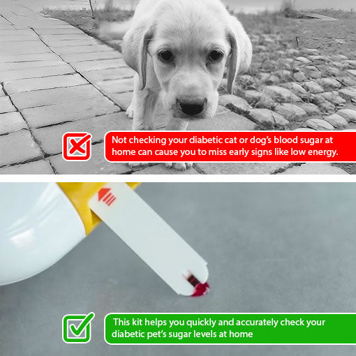 Pet Blood Glucose Monitoring Kit
