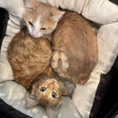 Top Load Travel Cat Kennel