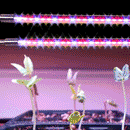 Happier and healthier plants using the 4-Head Dimmable UV Grow Light