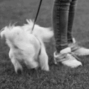 Adjustable Dog Harness