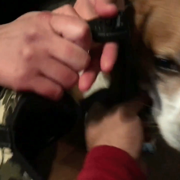 Adjustable Dog Harness