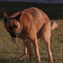 Easy Pick-up Pooper Scooper