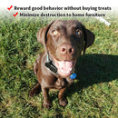 Easy Dog Training E-Collar