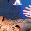 All Day Heating Thermostat Controller