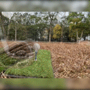 Telescopic Golf Ball Retriever features